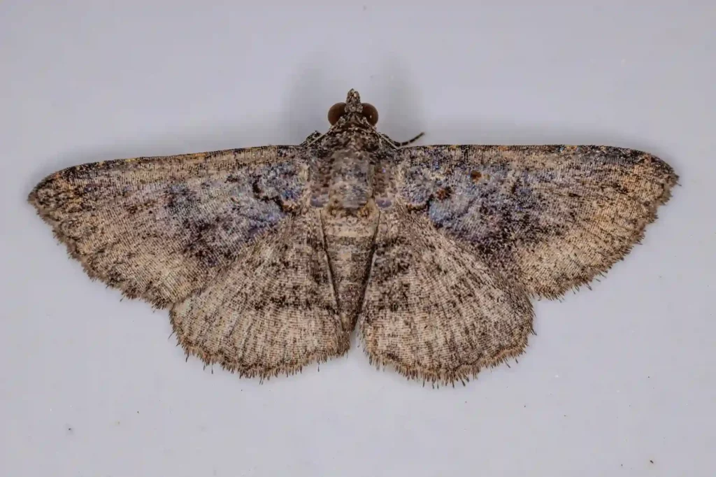 Mottenbefall auf dem Dachboden gezielt bekämpfen lassen – Kammerjäger Garbsen